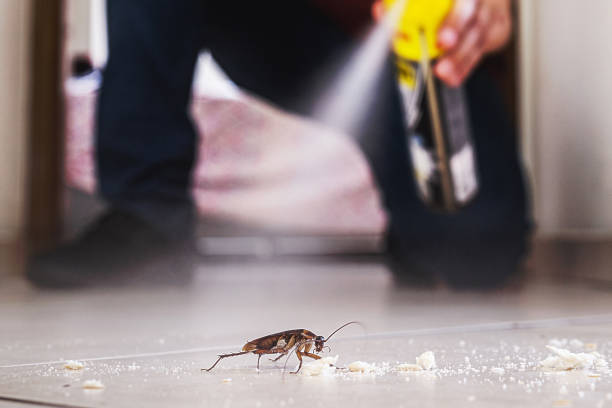 Best Wasp Removal Services  in Oak Grove, LA